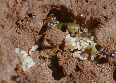تحميل صور النمل ينقل الذر الصغار في البيض من المملكة -عالم الصور